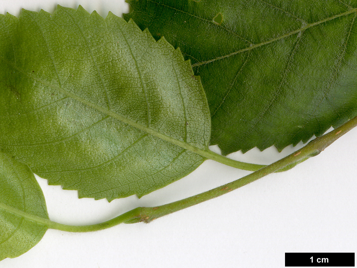 High resolution image: Family: Betulaceae - Genus: Betula - Taxon: utilis - SpeciesSub: subsp. jacquemontii 'Doorenbos'